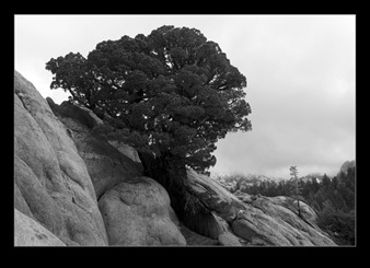 Granite and Tree