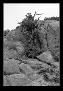 Granite and Tree