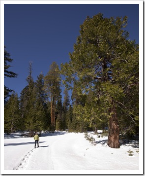 Lisa snowshoeing at Black Springs