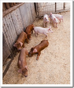 The piglets at the farm in Windsor