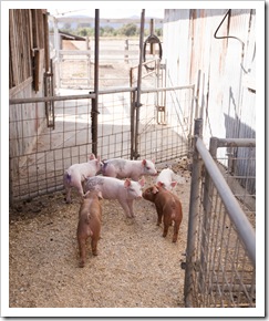 The piglets at the ranch in Windsor