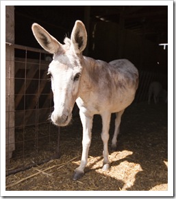 A donkey at the farm in Windsor