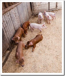 The piglets at the farm in Windsor