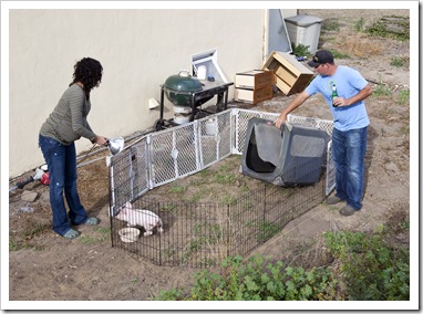 Jacque and Jarrid with the pig in its temporary encolsure