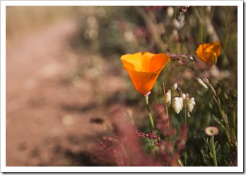 Califonia Poppies abound