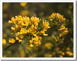 SCA Trail wildflowers