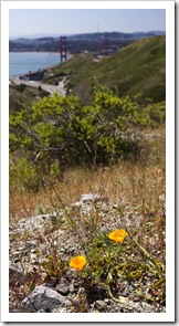 California Poppies and the Golden Gate