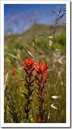 SCA wildflowers