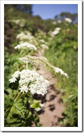 Wildflowers engulfing the trail