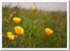California Poppies abound