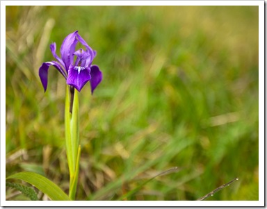 Irises out for spring