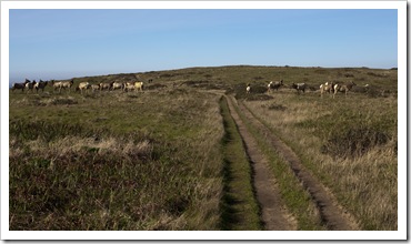 Tule ELk crowding the trail on the way to TomalesPoint