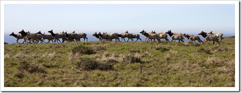 Tule Elk next to the trail to Tomales Point