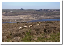 Five bull Tule Elk with Tomales Bay in the background