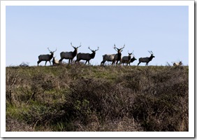 Bull Tule Elk