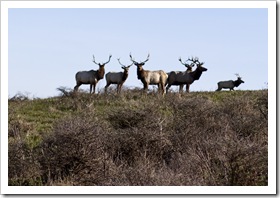 Bull Tule Elk