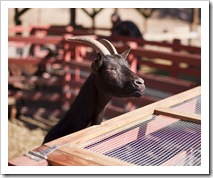 A stop at the petting zoo along the way