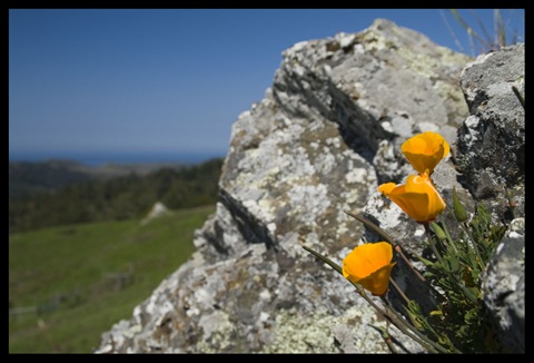California Poppies