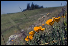 California Poppies