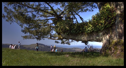 Lunch at the Fern Tree