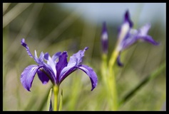 Wild Irises
