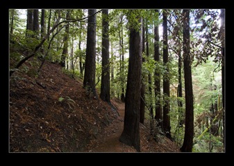 Muir Woods