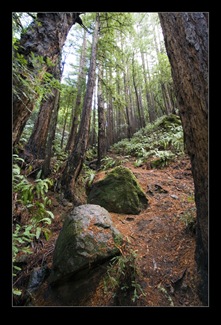 Muir Woods