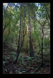 Muir Woods