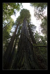 Muir Woods