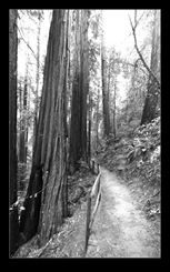 Muir Woods