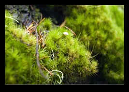 Point Reyes National Seashore
