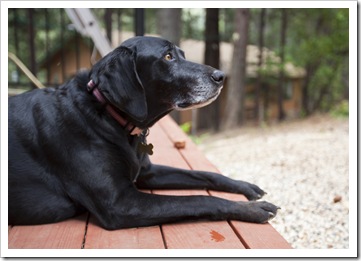 Ellie keeping an eye on things