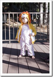 I'm going to be a lion for Halloween!